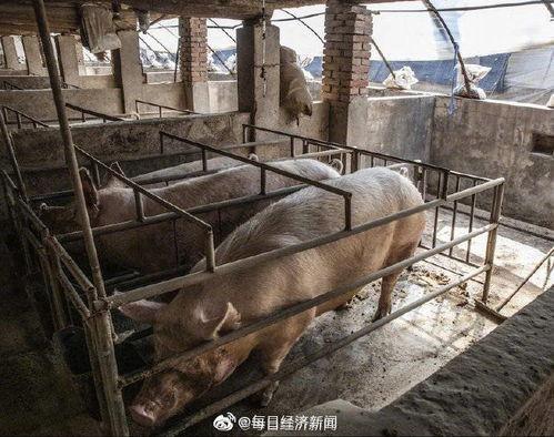印尼猪瘟最新爆料图册,揭秘爆发原因与防控措施 第3张 印尼猪瘟最新爆料图册,揭秘爆发原因与防控措施 第3张